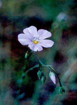 wild flower